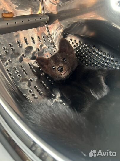 Соболь животное