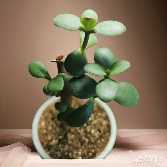 Денежное дерево - полезная толстянка, крассула