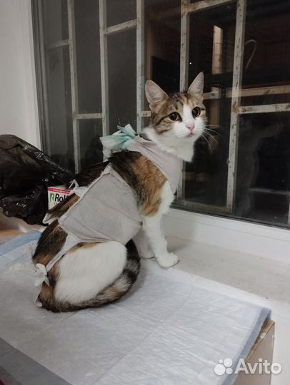 Трехцветка