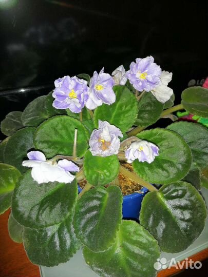 Фиалка в горшке
