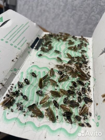 Ловушки от тараканов