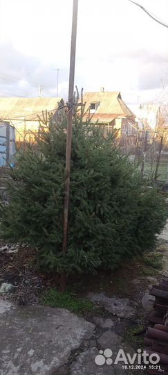 Елка живая