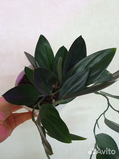 Сциндапсус