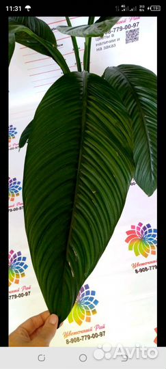 Спатифиллумы в ассортименте по сорту