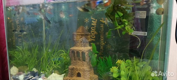 Рыбки гуппи