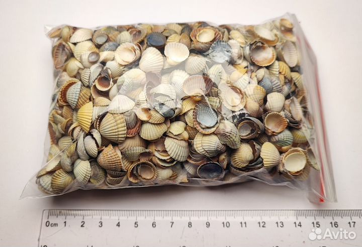 Маленькие морские ракушки для творчества