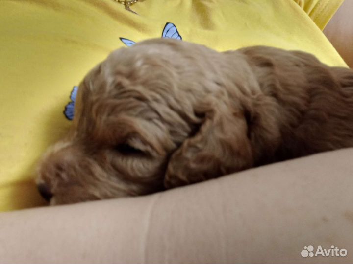 Собаки щенки