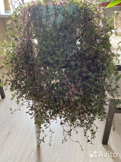 Изумрудный водопад (дихондра)