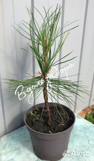 Кедр привитой (Сосна кедровая сибирская)