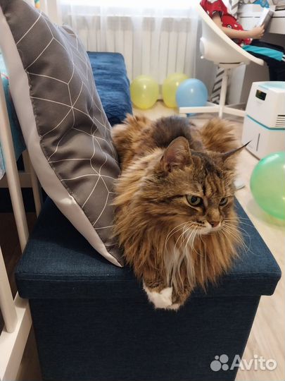 Лечебная кошка