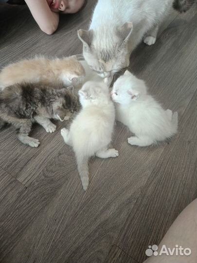 Котята отдам в добрые руки бесплатно