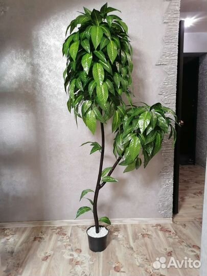 Фикус бенджамина манго макломе орхидея