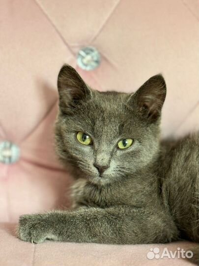 Малышка ищет дом