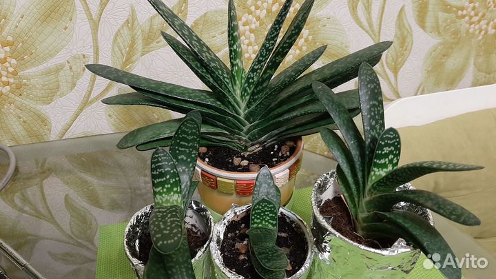 Суккуленты, молочаи