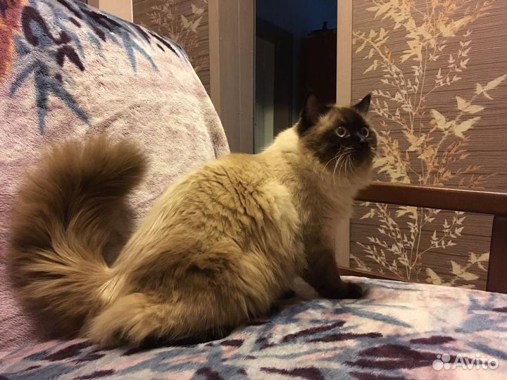 Невская маскарадная