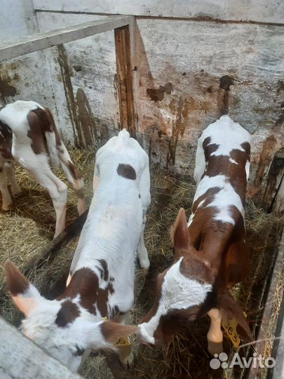 Бычки,телята,быки