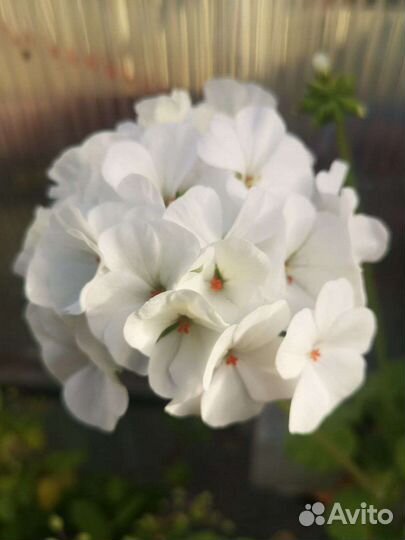 Герань, Цветы, Рассада цветов