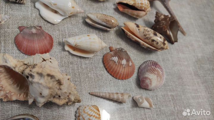 Набор ракушек