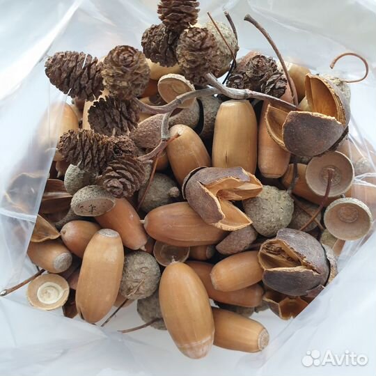 Жёлуди натуральные для флористики, творчества