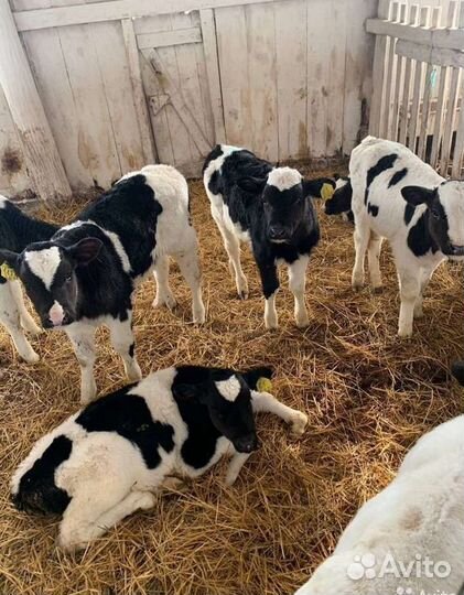 Бычки от 1 месяца