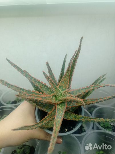 Крассула, сансевиерия,алоэ