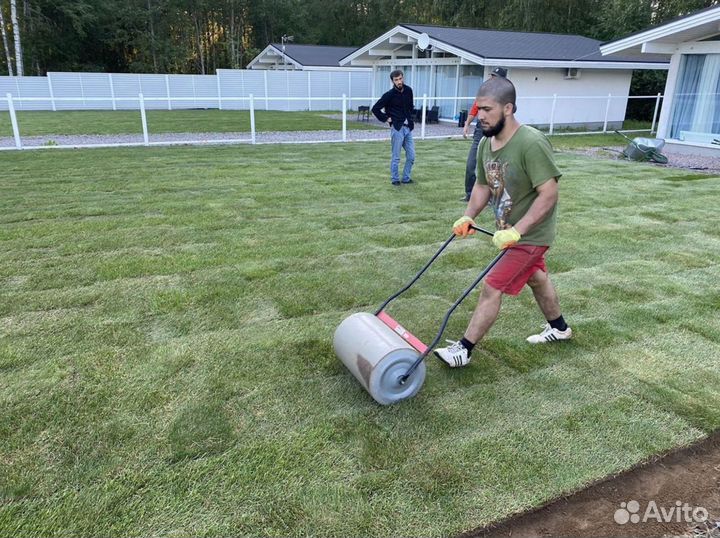 Газон эконом