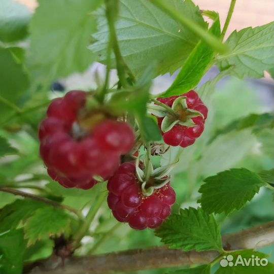 Малина и другие плодовые кустарники