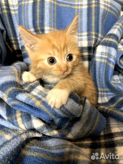 Котенок мальчик 1 мес. хочет домой