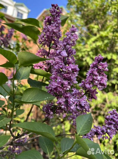 Саженцы сирени