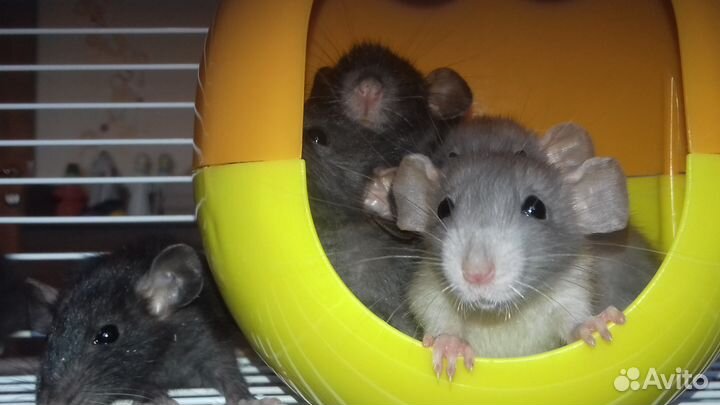 Крысята Дамбо голубые и чёрный соболь крысы