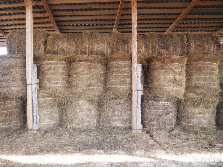 Продам сено в рулонах