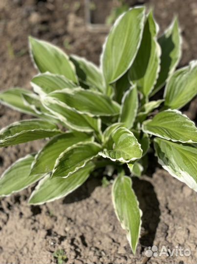 Неприхотливые растения для сада