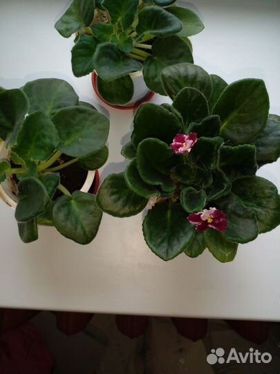 Фиалка в горшках