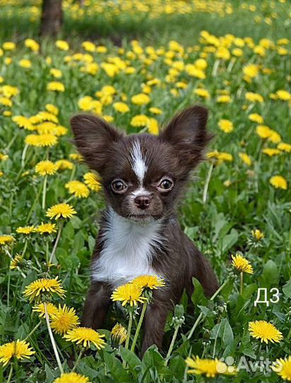 Щенки чихуахуа