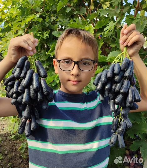 Виноград Аватар зкс саженцы