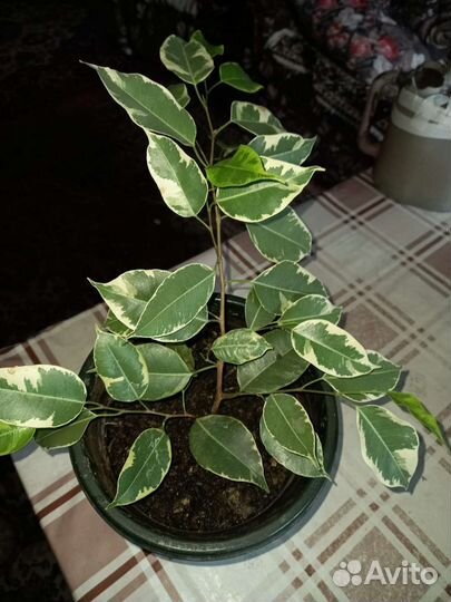 Спатифиллум