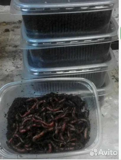 Черви для рыбалки