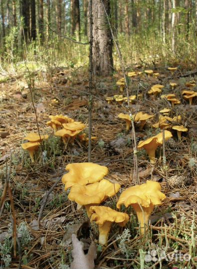 Лисички свежие