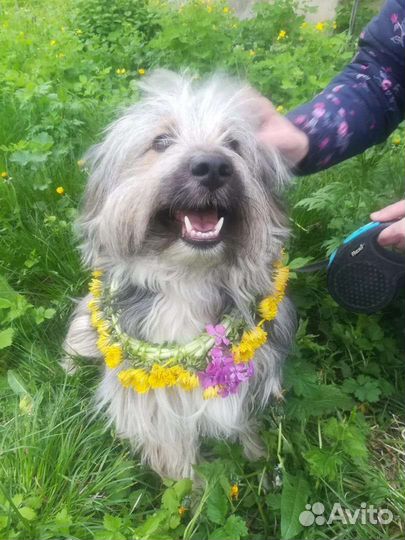 Маленькая собачка в добрые руки