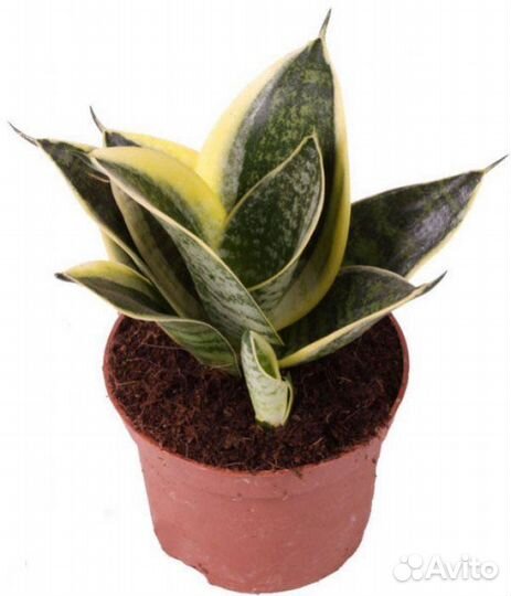 Сансевиерия голден ханни - щучий хвост