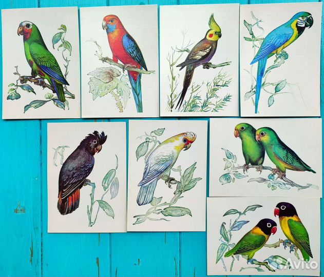 Иллюстрации попугаи, открытки птицы