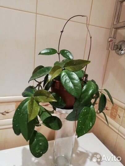 Отростки Хойи Великолепной