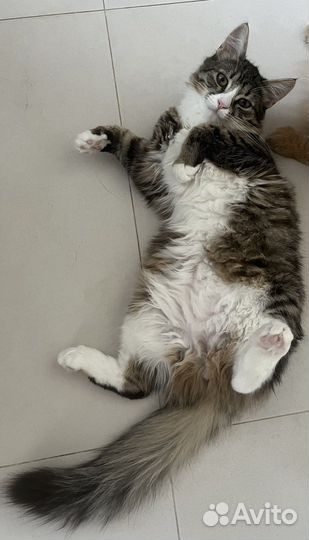 Кошка в дар