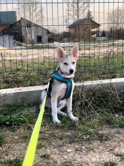 Щенок мальчик Скай 5 мес