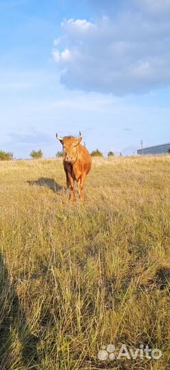 Корова, телочка