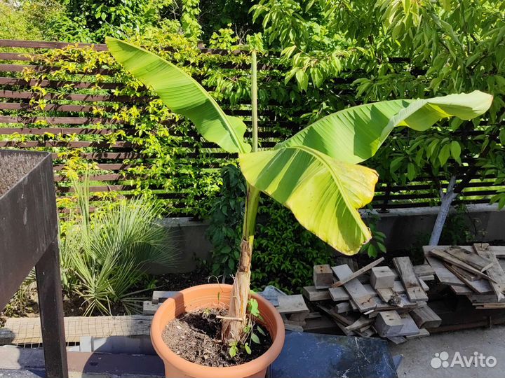 Банановая пальма