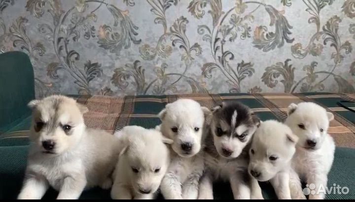 Щенки сибирской хаски