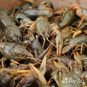 Раки дикие речные