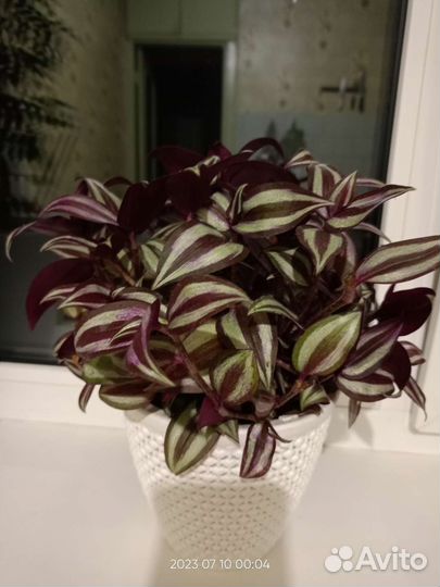 Традесканция зебрина