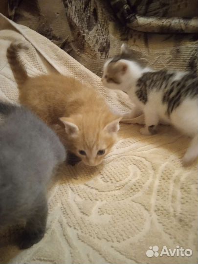 Кошка
